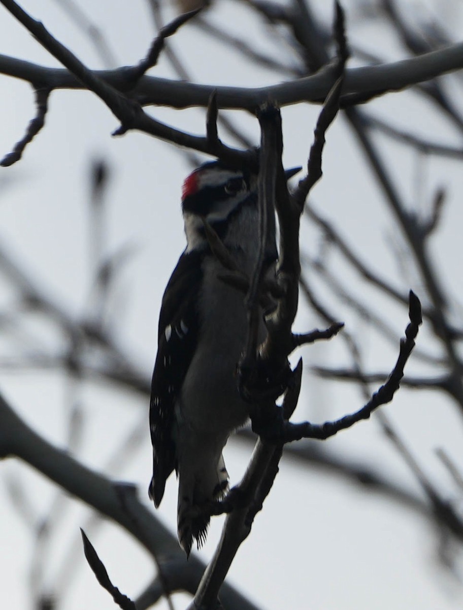 Downy Woodpecker - ML646557114