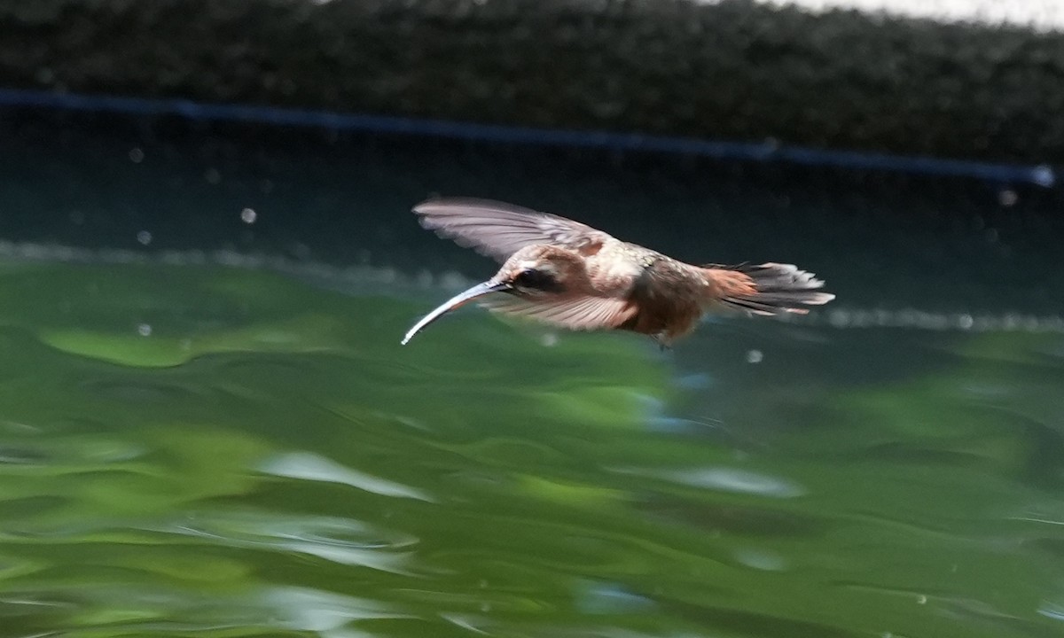 Stripe-throated Hermit - ML646557115