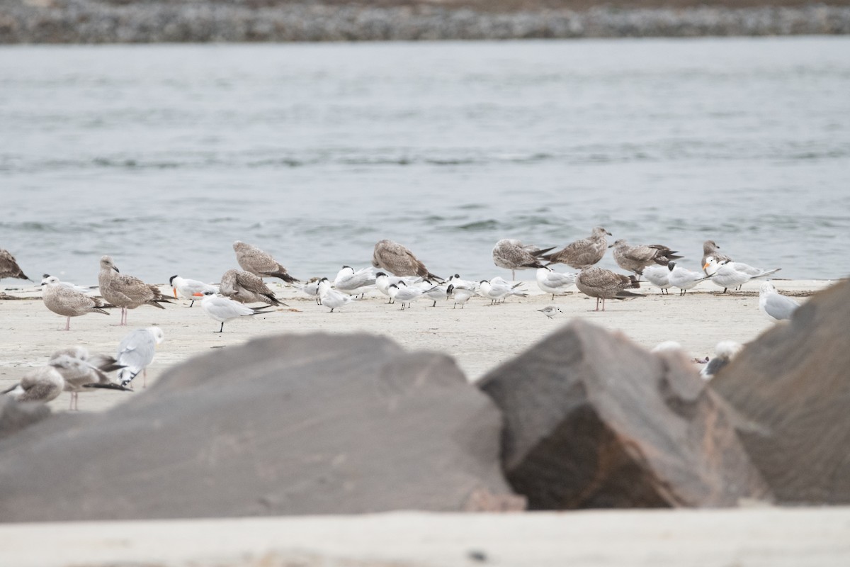 Sandwich Tern - ML646557117