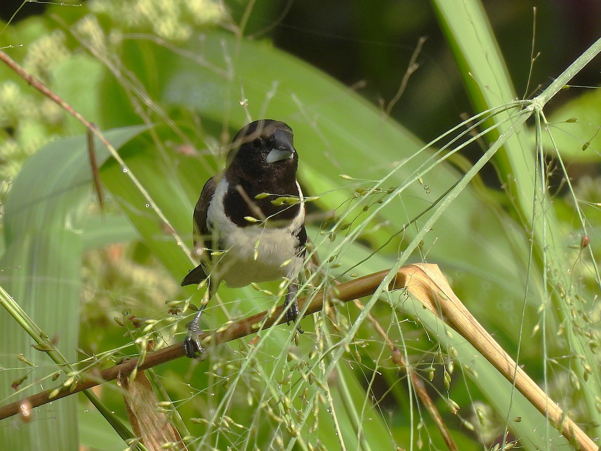 Bronze Mannikin - ML646557121