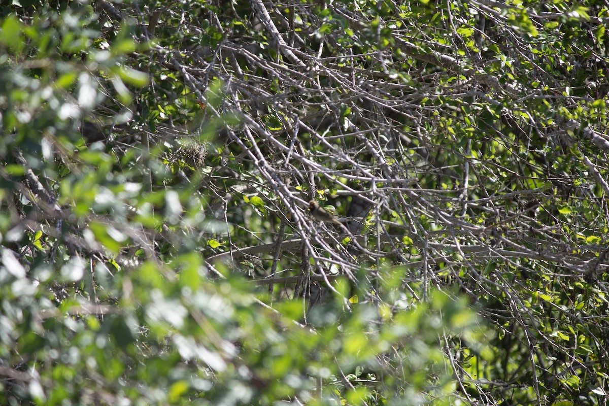Yellow-faced Grassquit - ML646557122