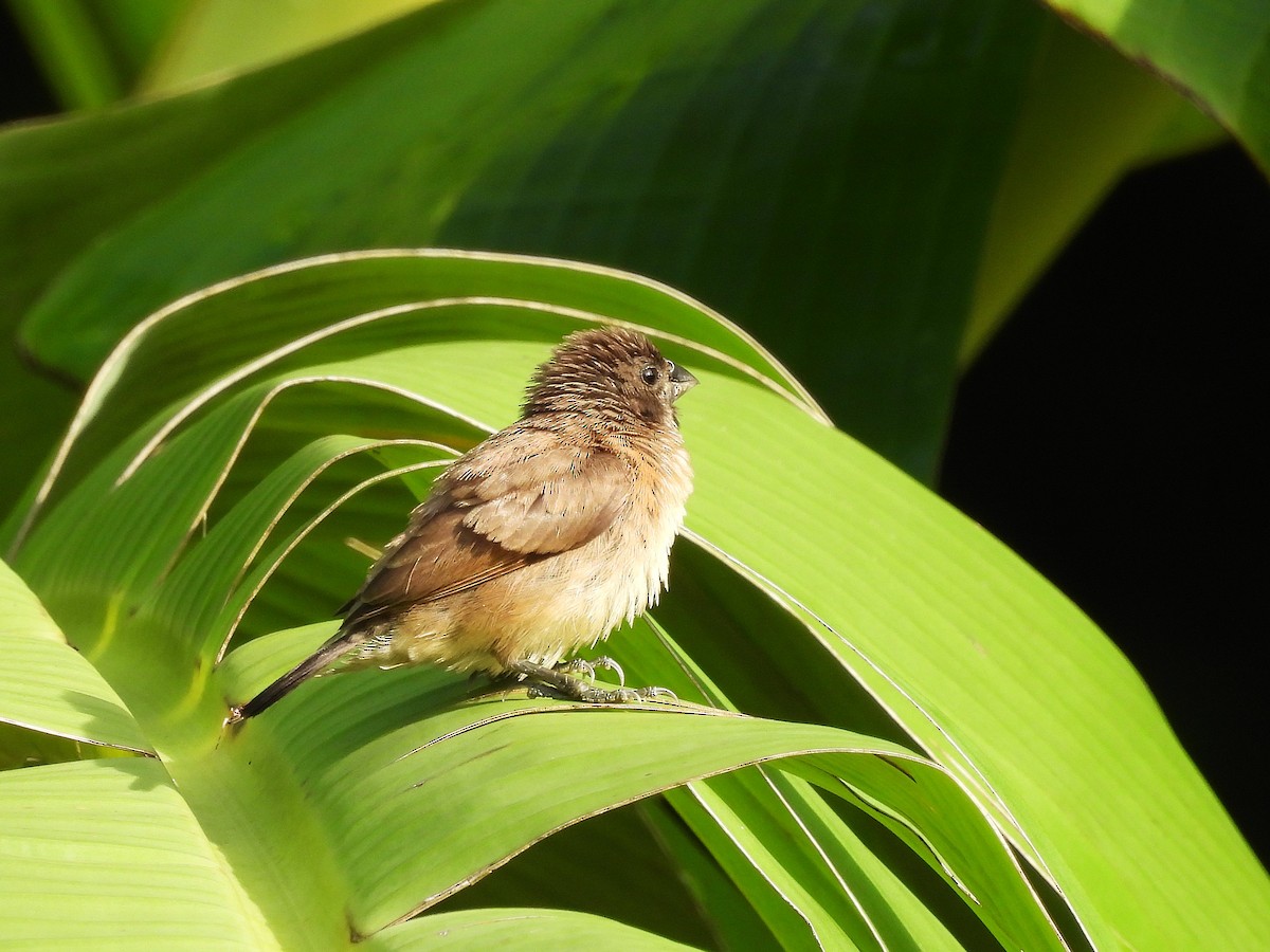 Bronze Mannikin - ML646557127