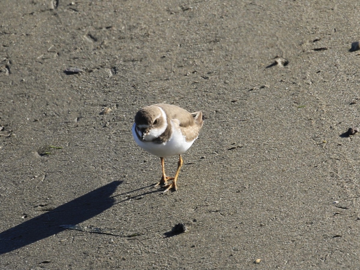 Semipalmated Plover - ML646557128