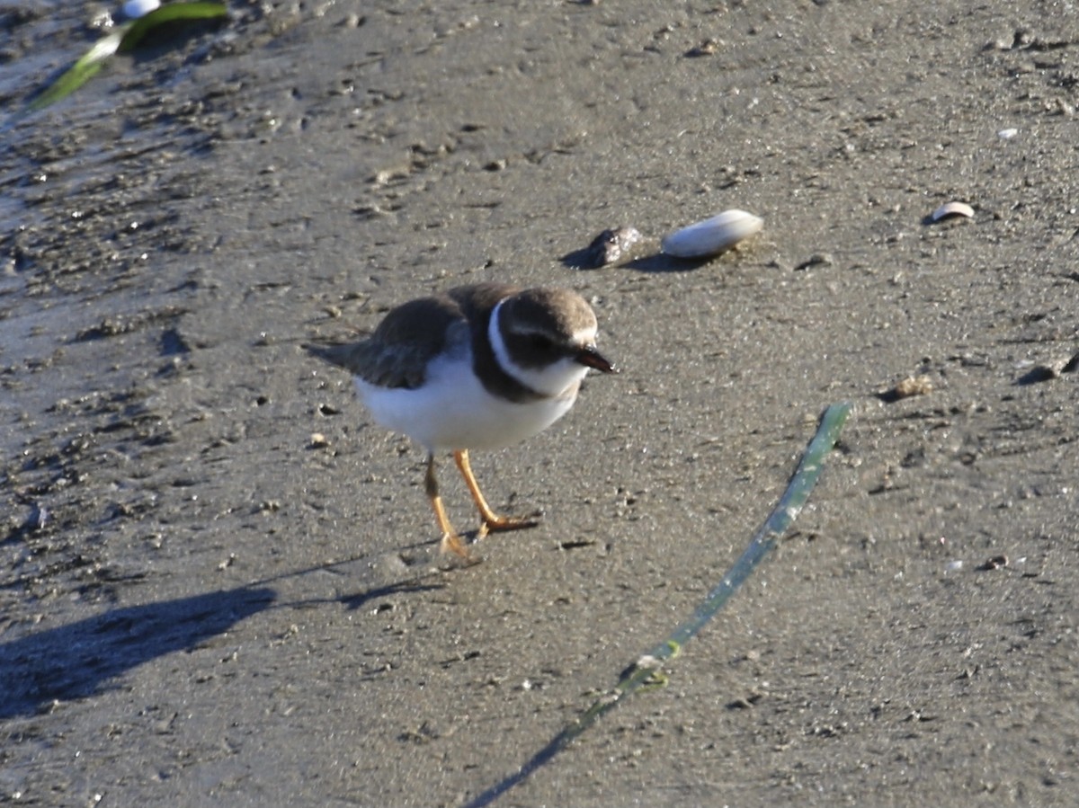 Semipalmated Plover - ML646557129