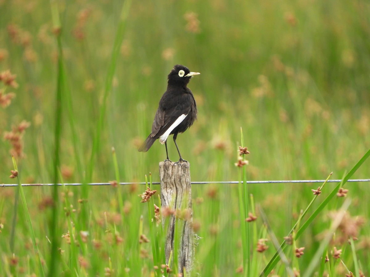 Spectacled Tyrant - ML646557130