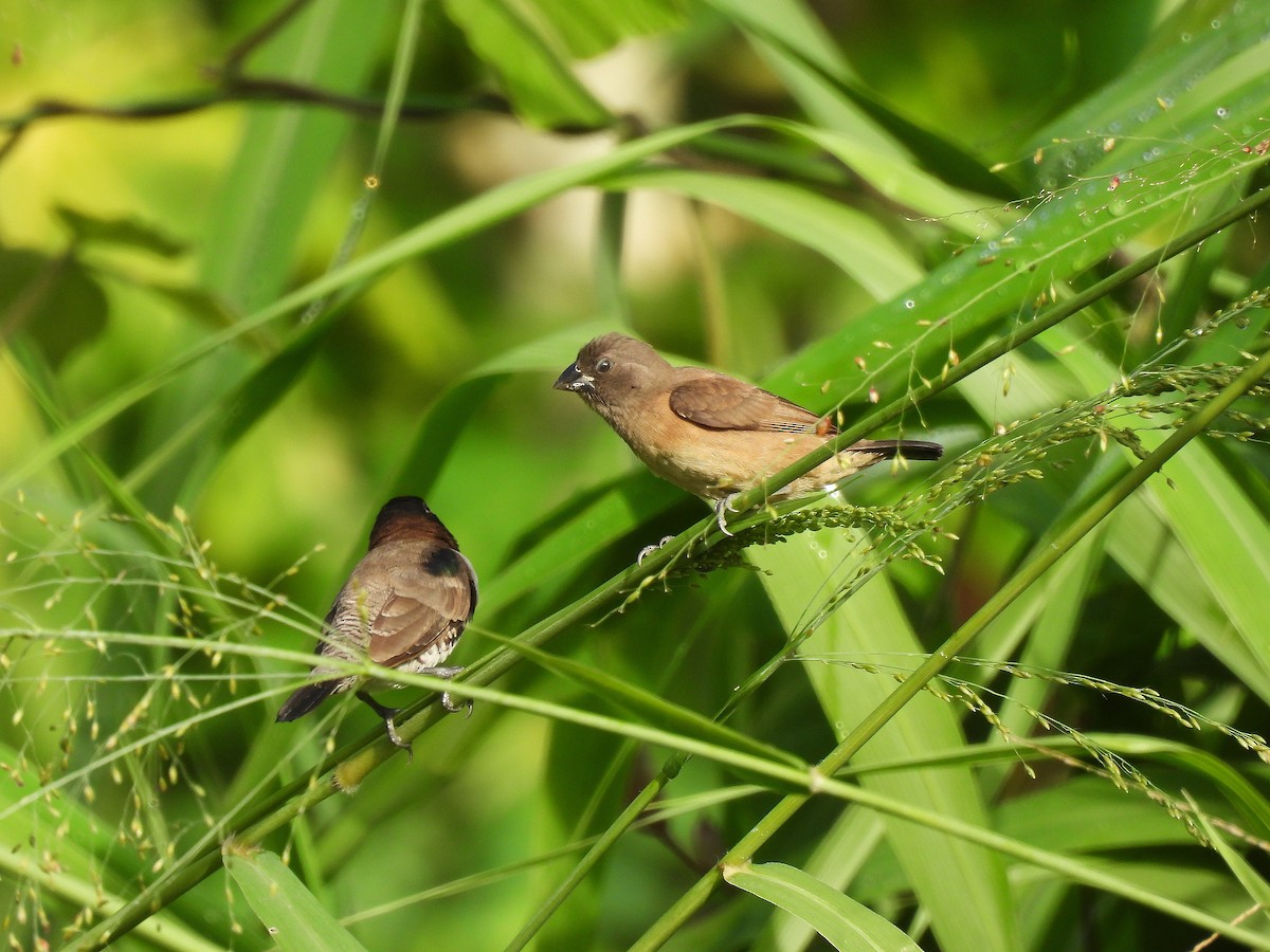 Bronze Mannikin - ML646557132