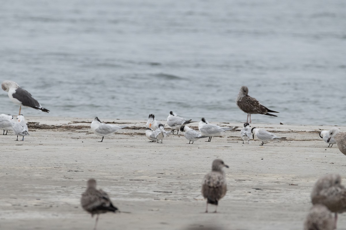 Royal Tern - ML646557133