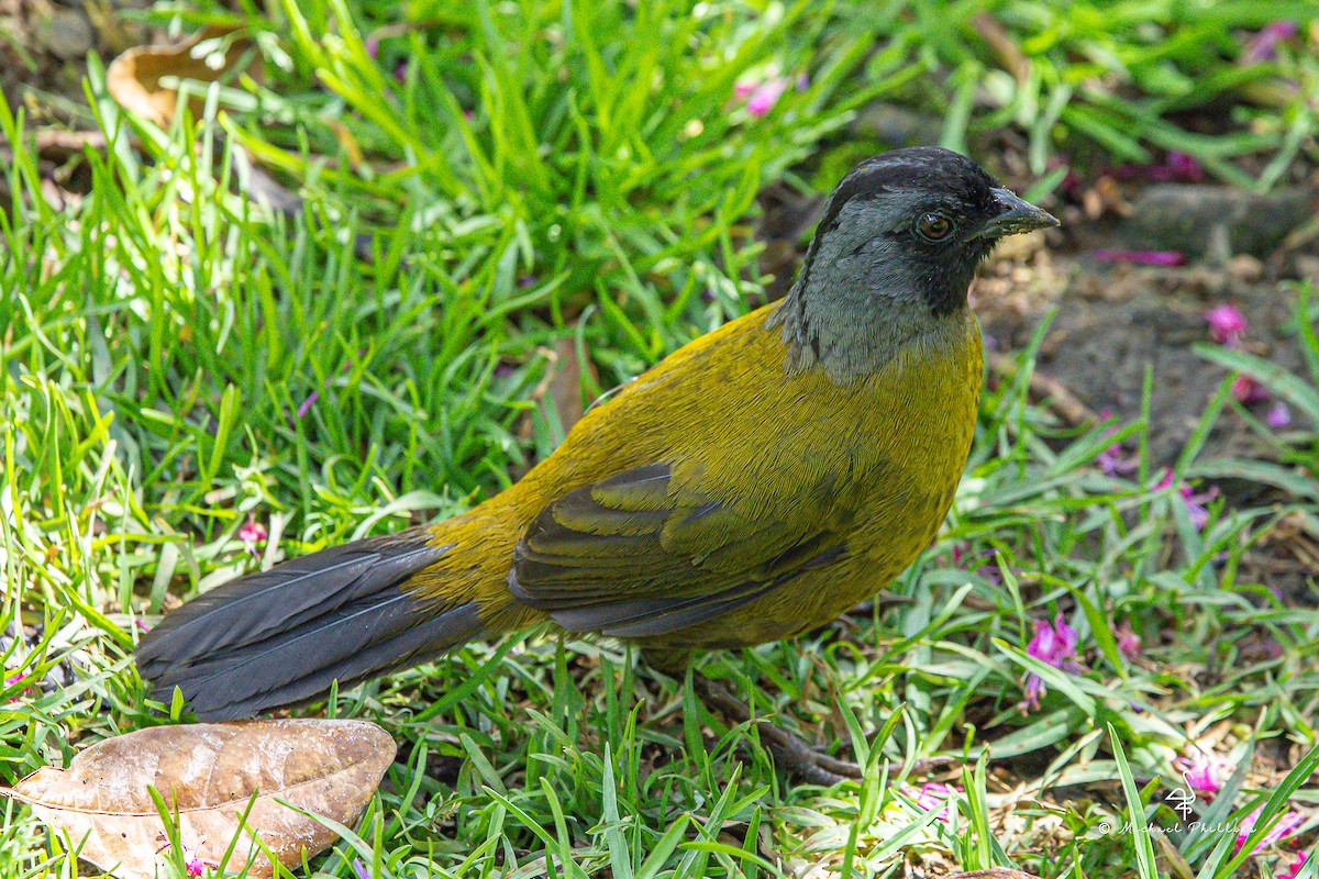 Large-footed Finch - ML646557135