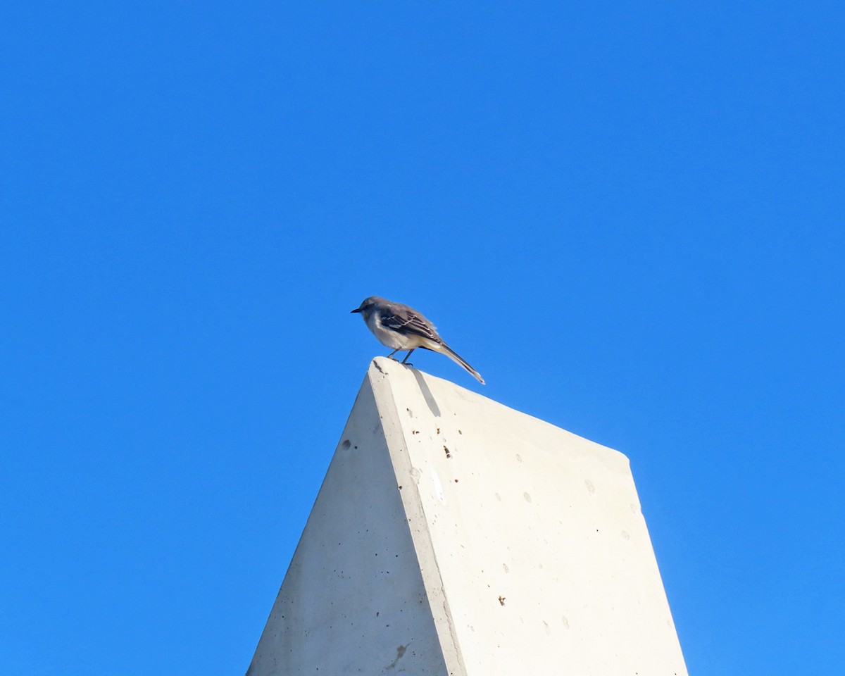 マネシツグミ - ML646557136