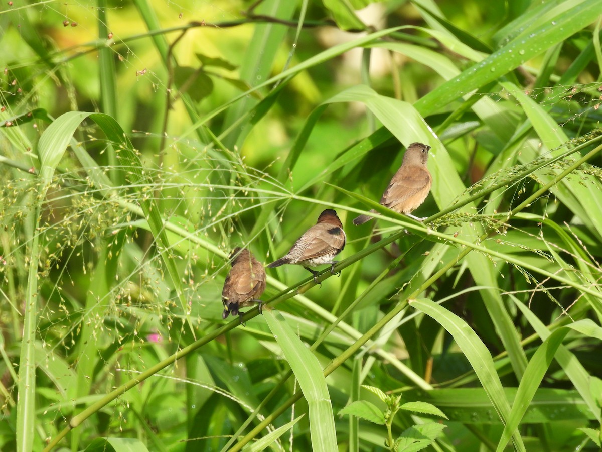 Bronze Mannikin - ML646557138