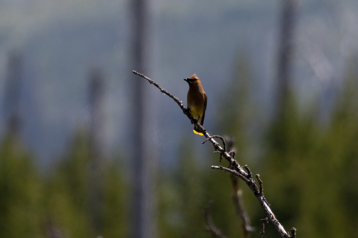 Cedar Waxwing - ML646557139