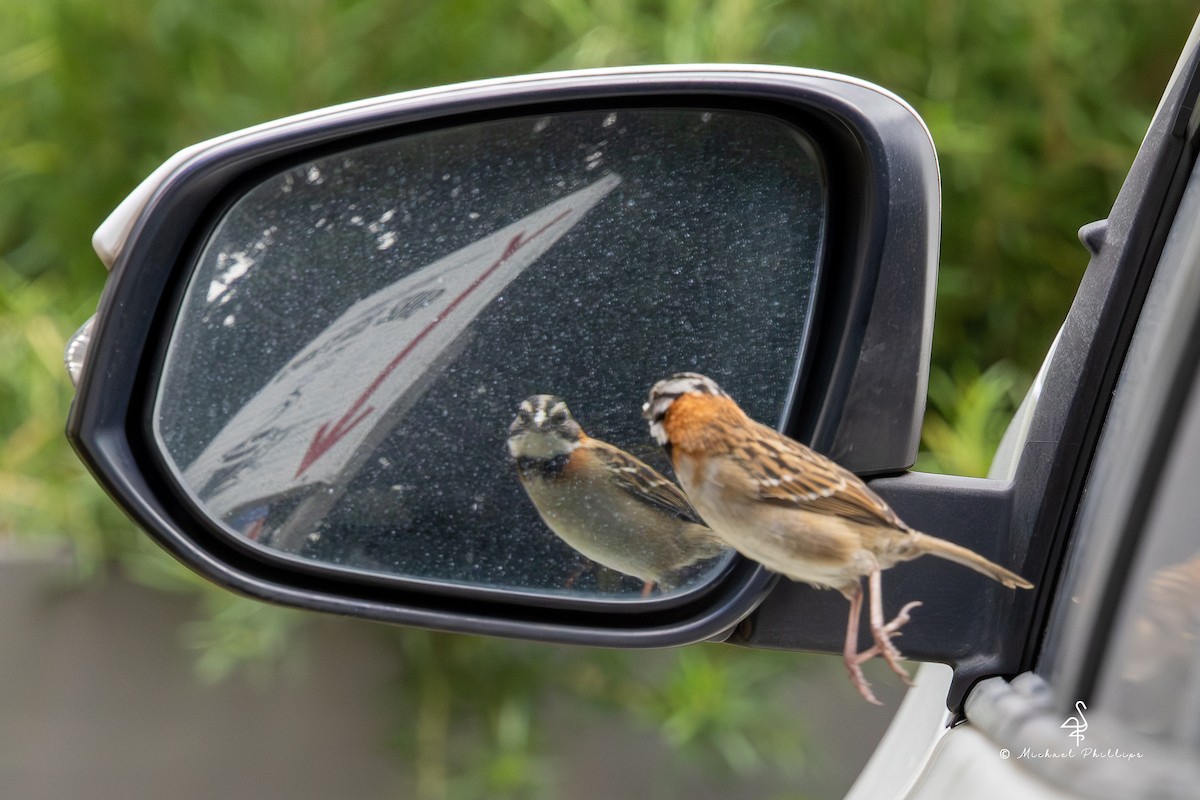 Morgenammer - ML646557140