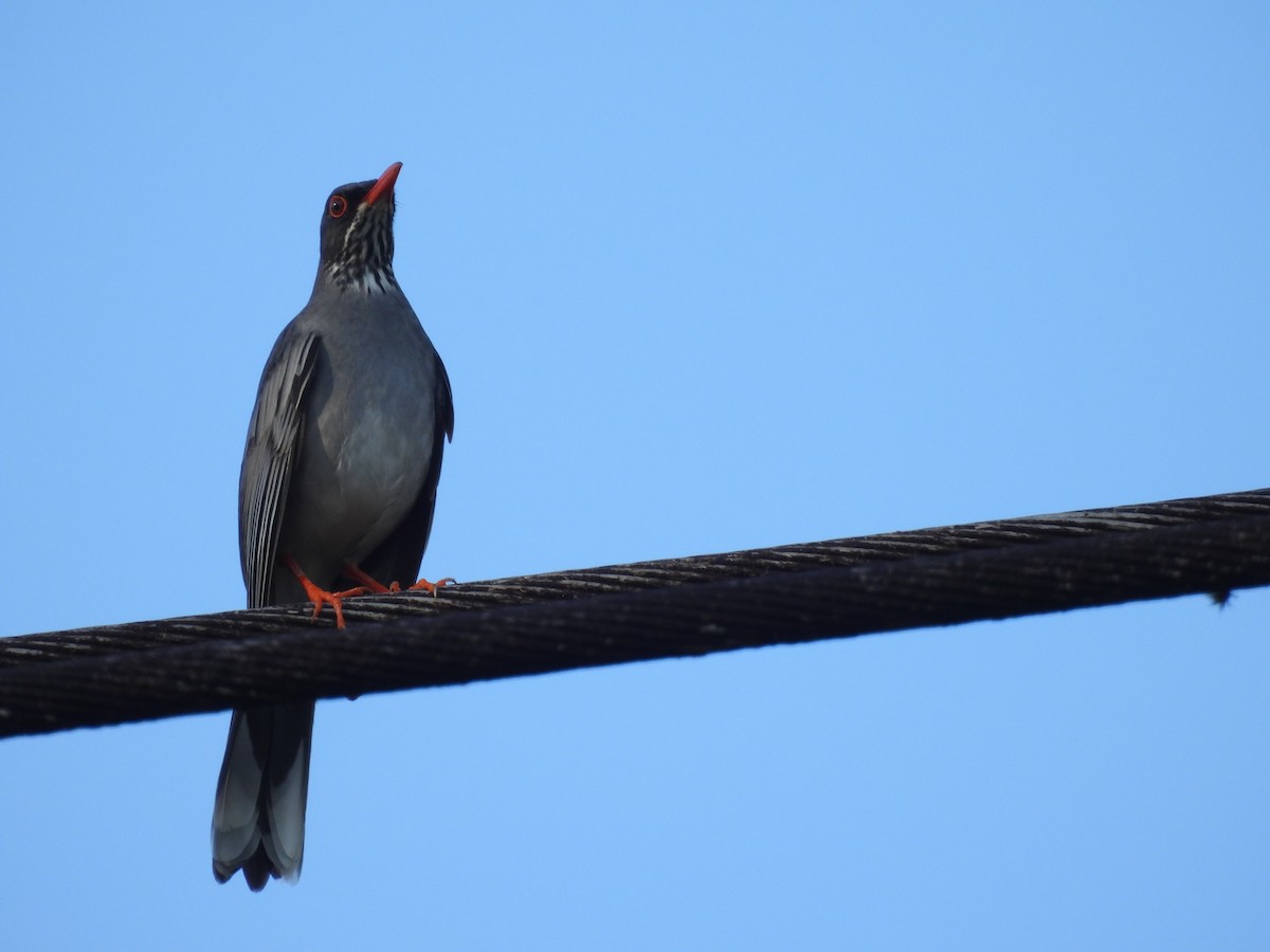 Eastern Red-legged Thrush - ML646557141