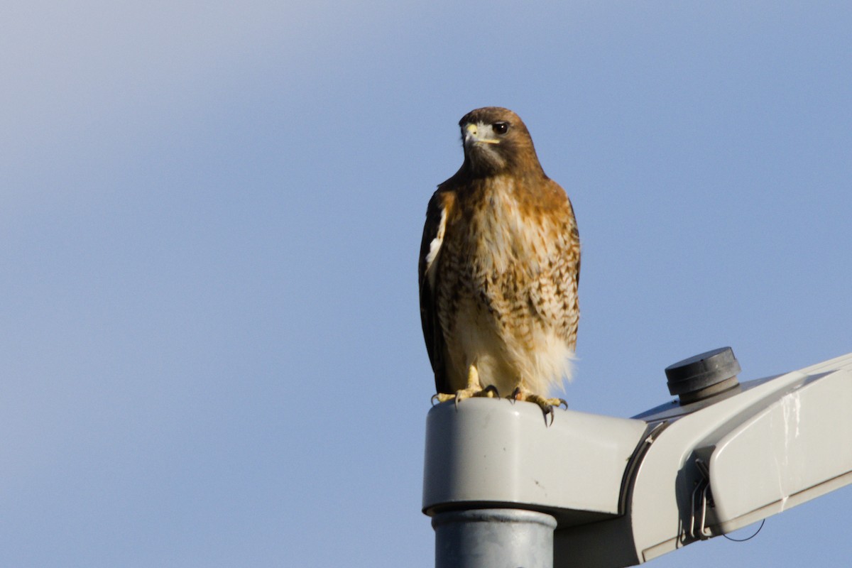 Red-tailed Hawk - ML646557142