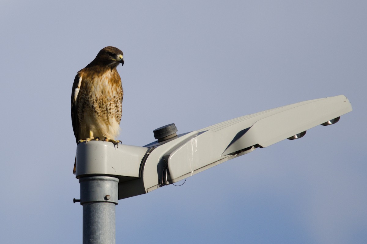 Red-tailed Hawk - ML646557143