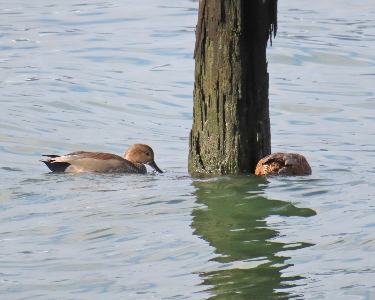 オカヨシガモ - ML646557145