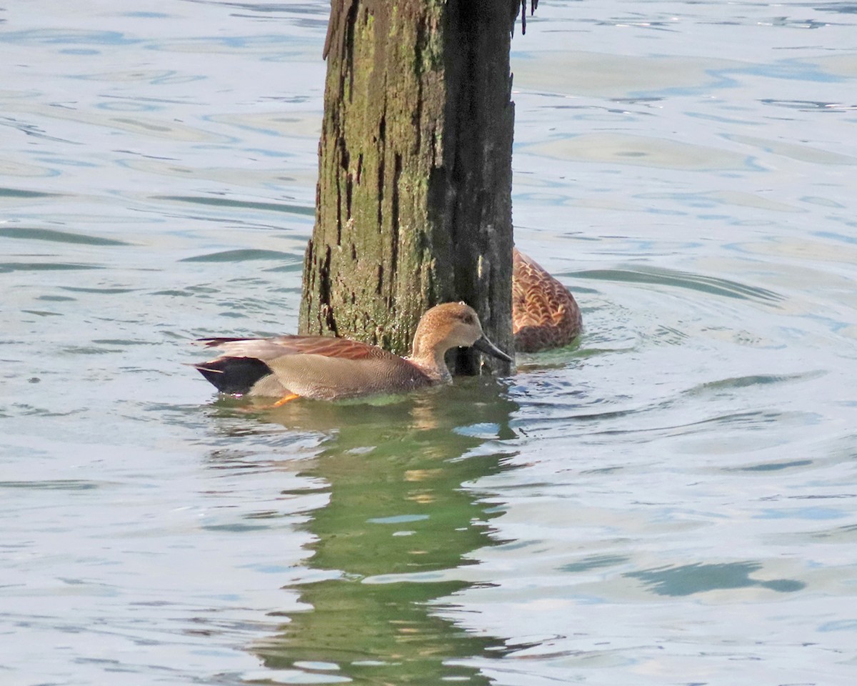 オカヨシガモ - ML646557146