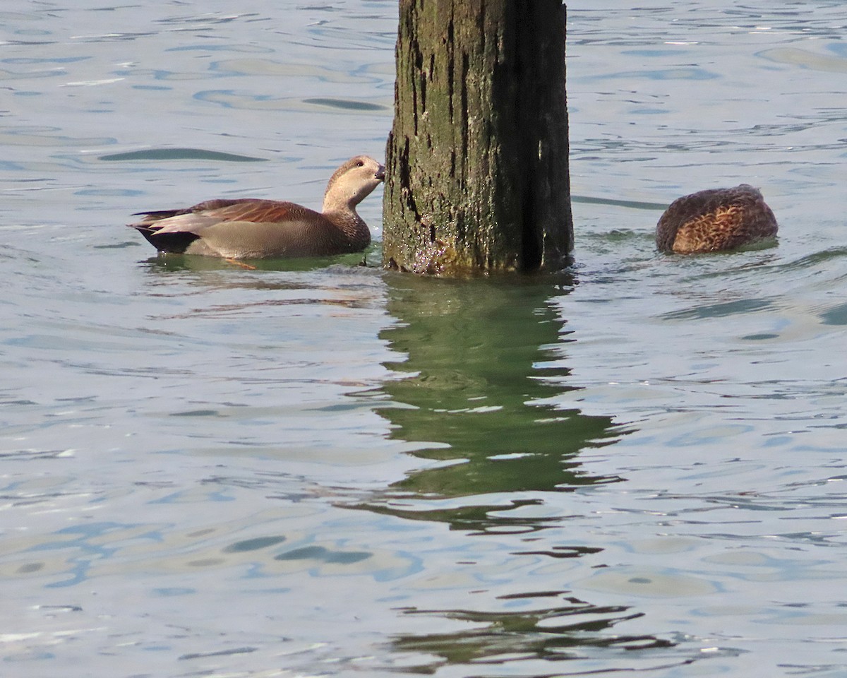 オカヨシガモ - ML646557147