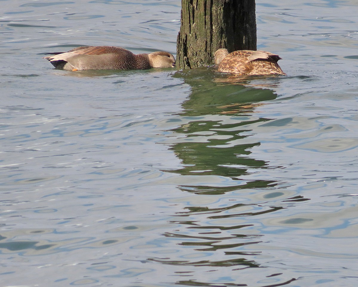 オカヨシガモ - ML646557148