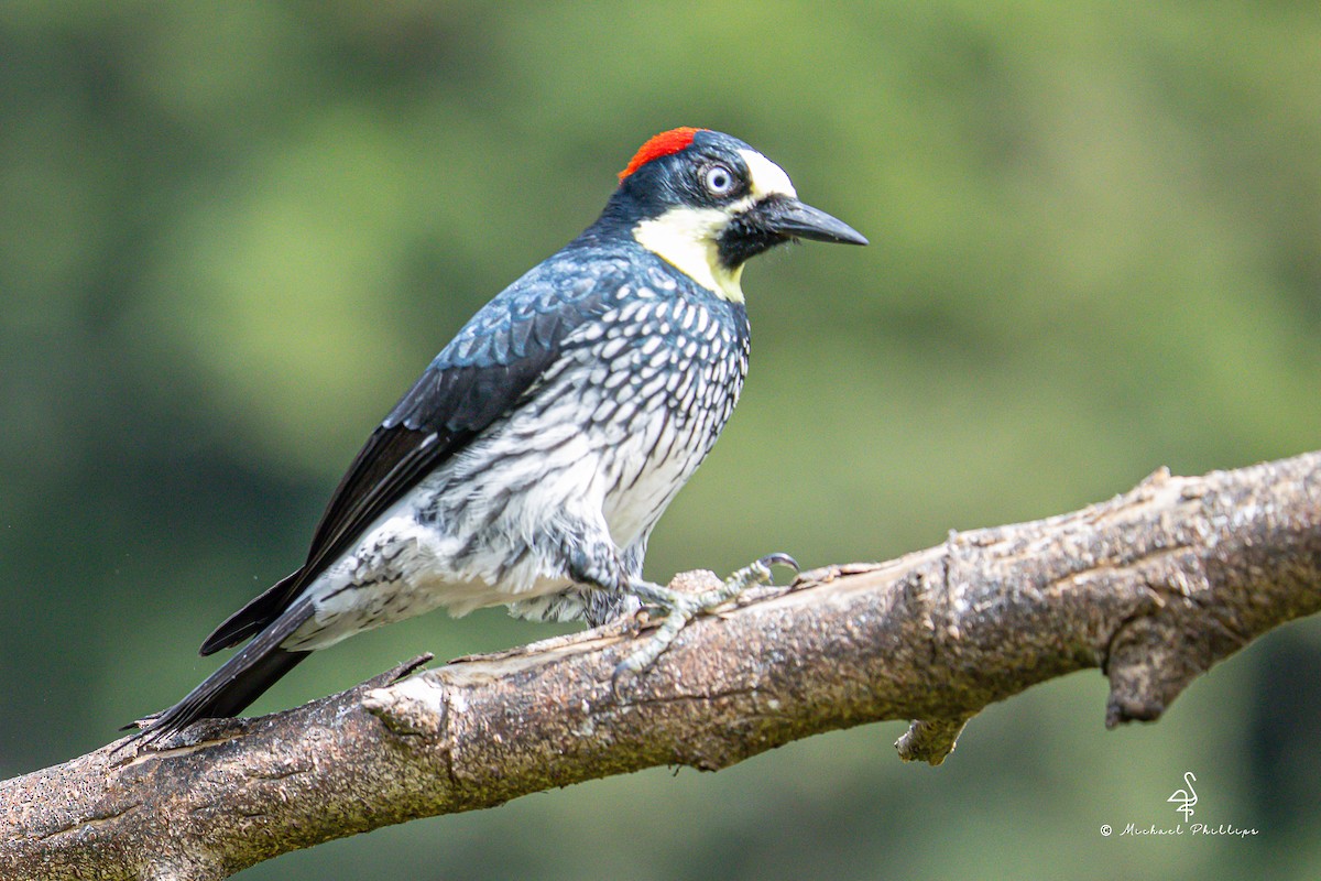 Acorn Woodpecker - ML646557151