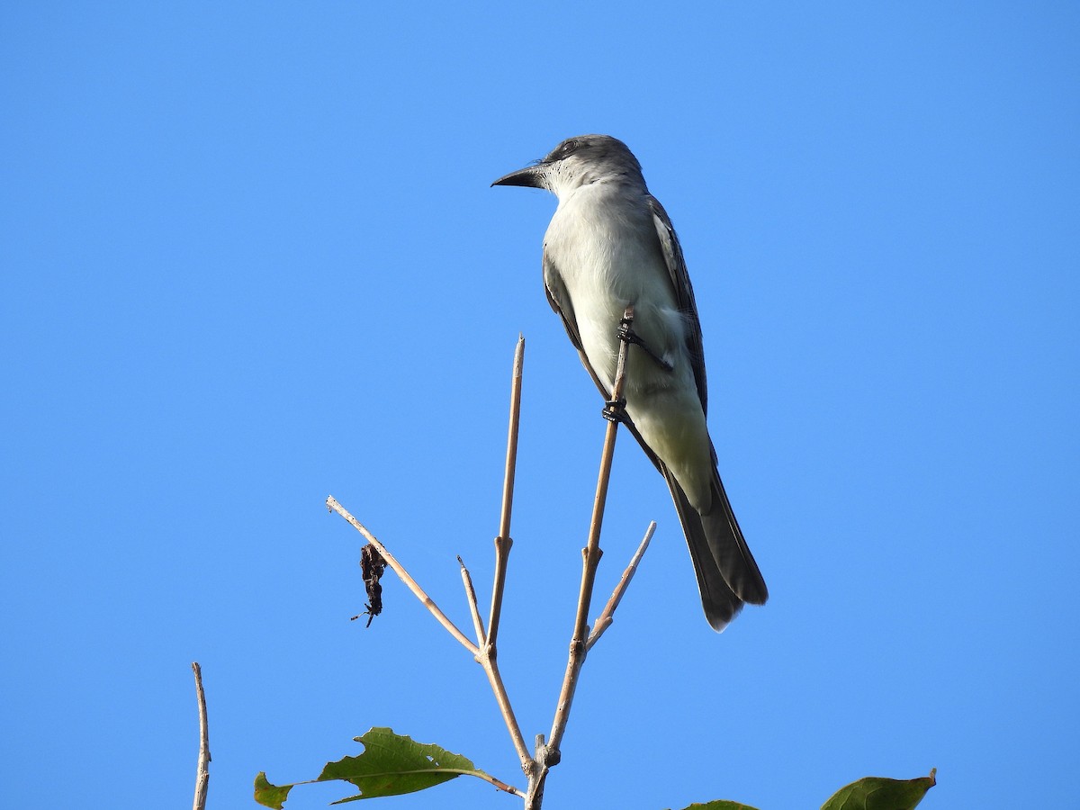 Gray Kingbird - ML646557153