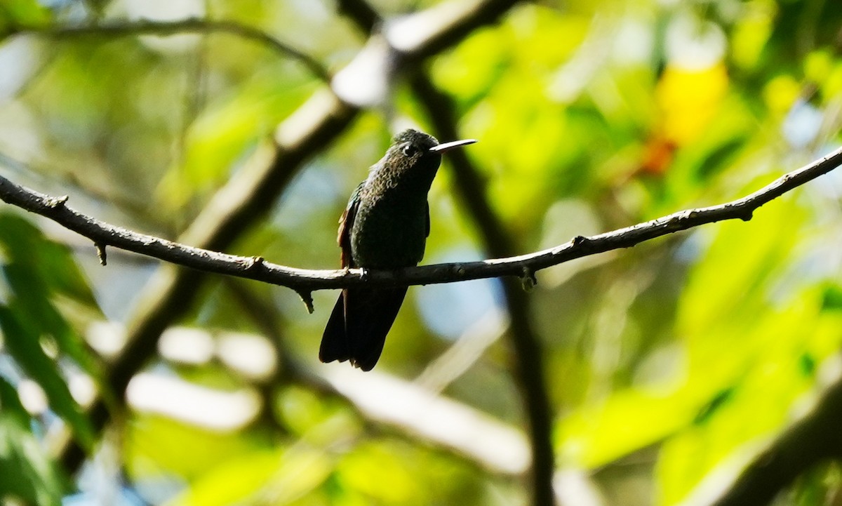 Blue-vented Hummingbird - ML646557154