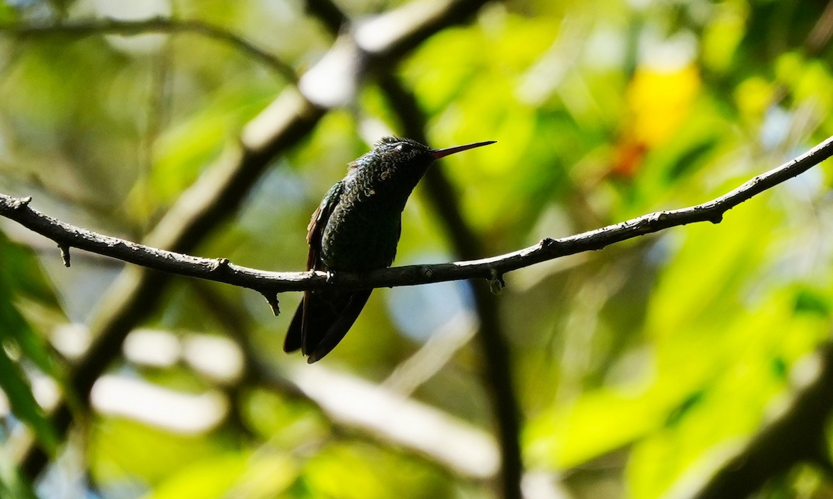 Blue-vented Hummingbird - ML646557155