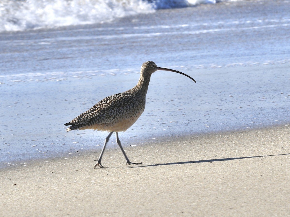 Long-billed Curlew - ML646557161