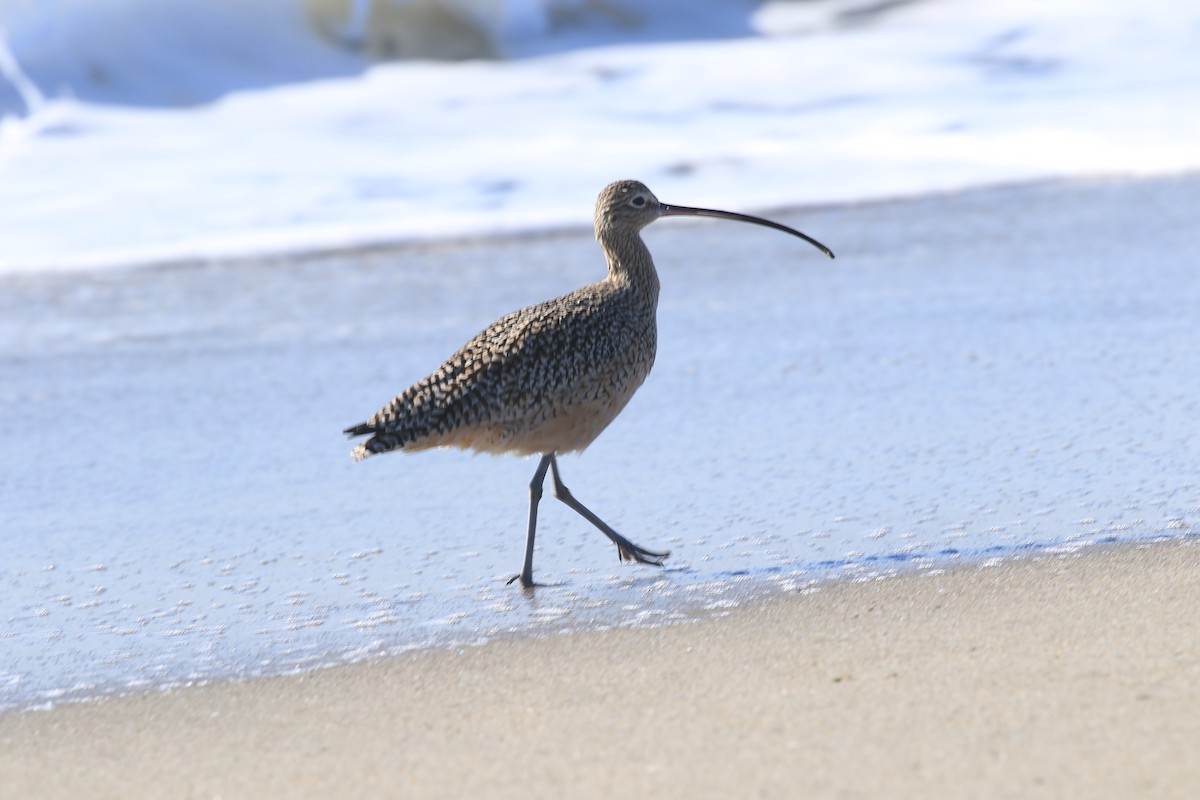 Long-billed Curlew - ML646557162
