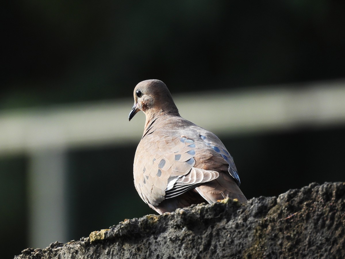 Zenaida Dove - ML646557163