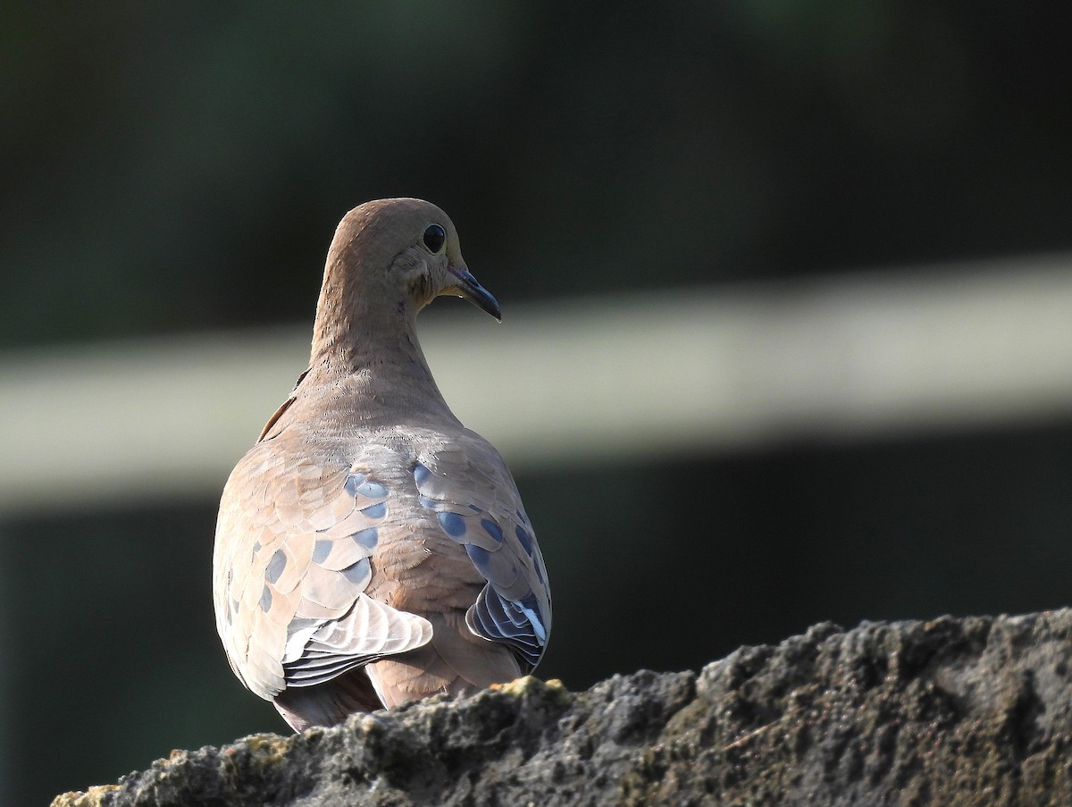 Zenaida Dove - ML646557165