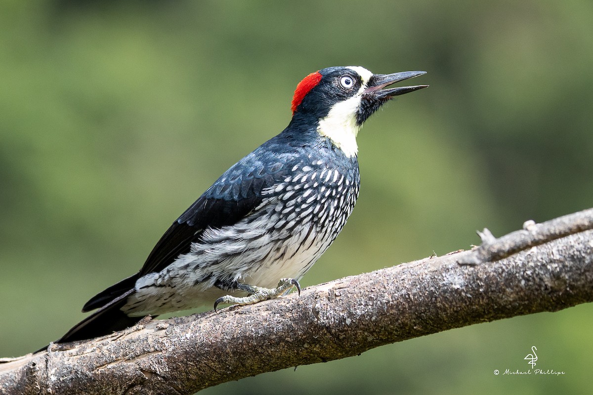 Acorn Woodpecker - ML646557175