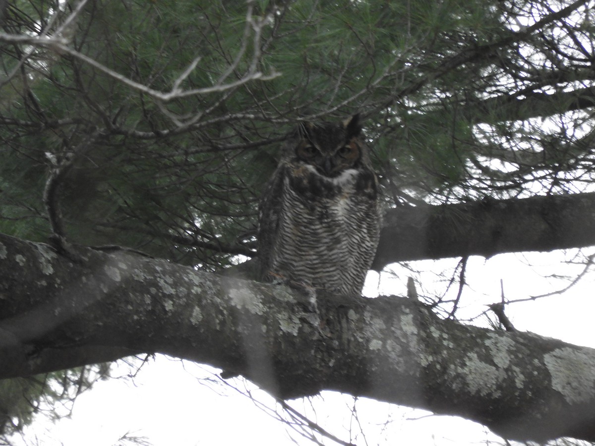 Great Horned Owl - ML646557176