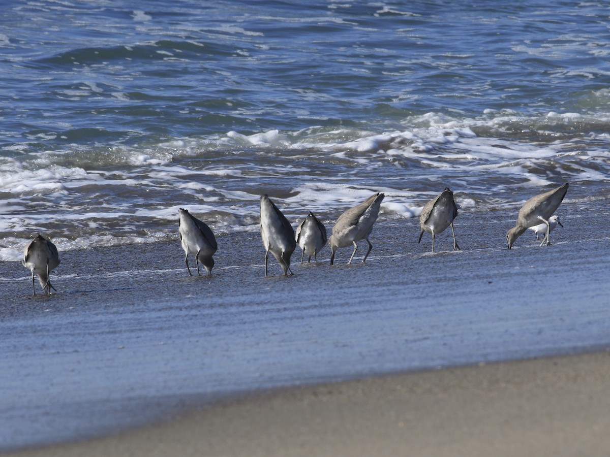 Willet - ML646557178