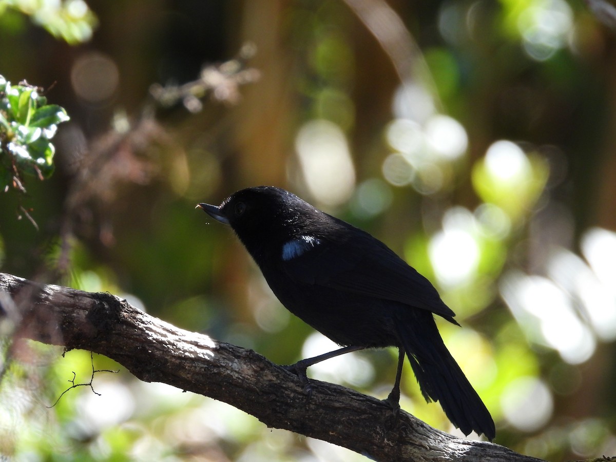 Stahlhakenschnabel - ML646557179