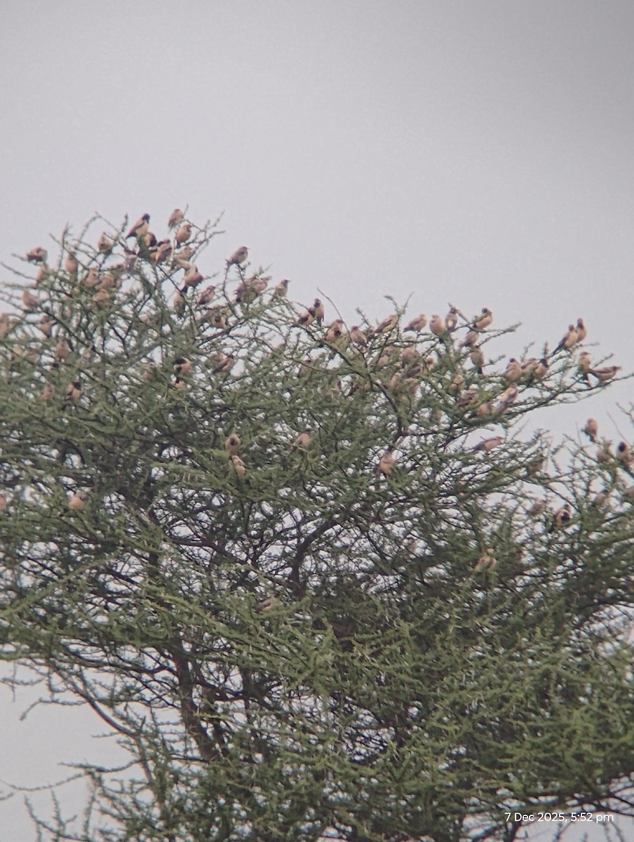 Rosy Starling - ML646557180