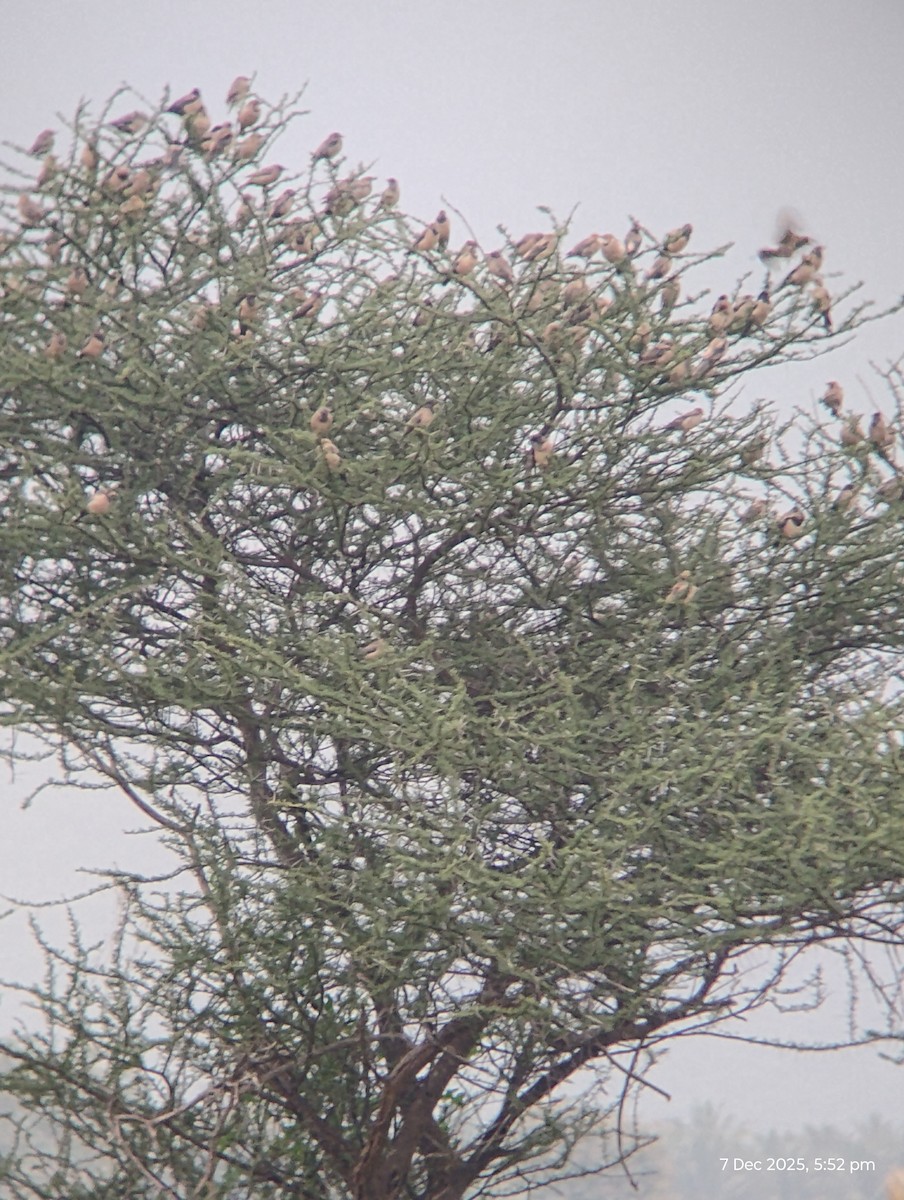 Rosy Starling - ML646557181