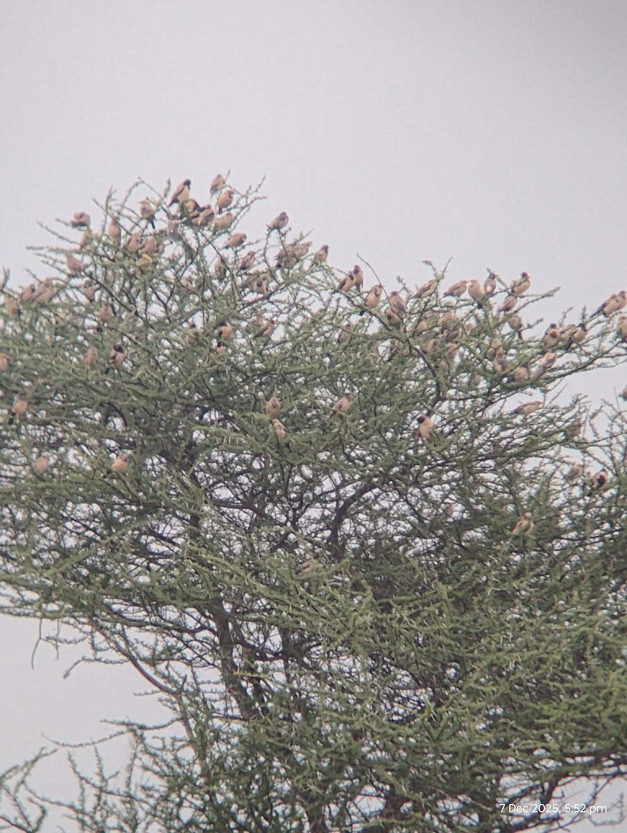 Rosy Starling - ML646557182