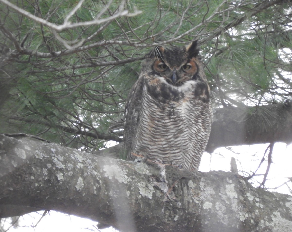 Great Horned Owl - ML646557183