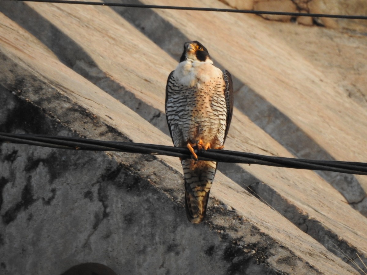 Peregrine Falcon - ML646557184