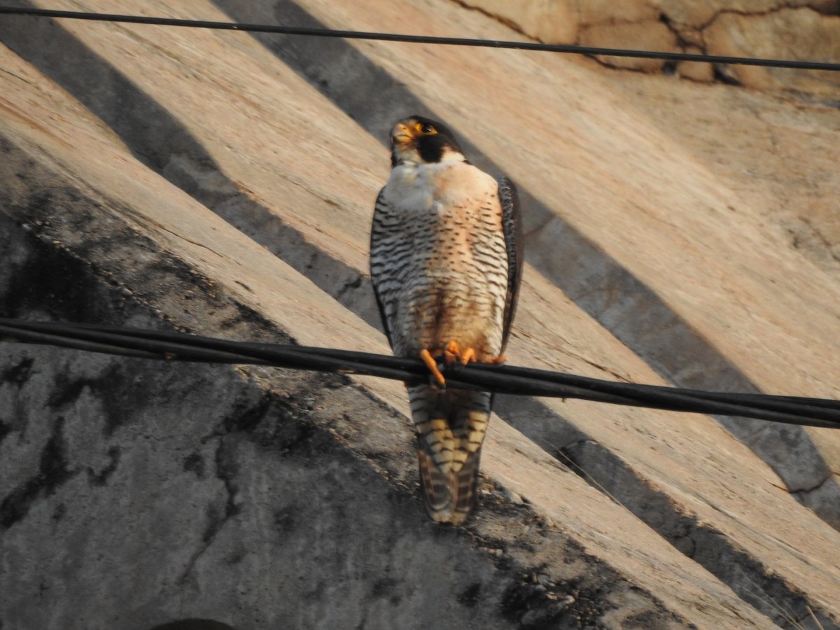 Peregrine Falcon - ML646557186