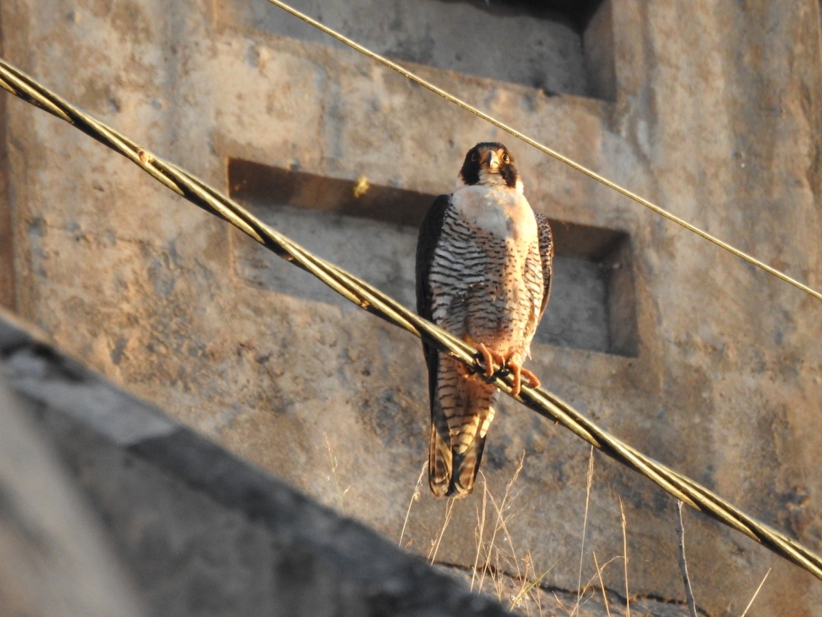 Peregrine Falcon - ML646557187
