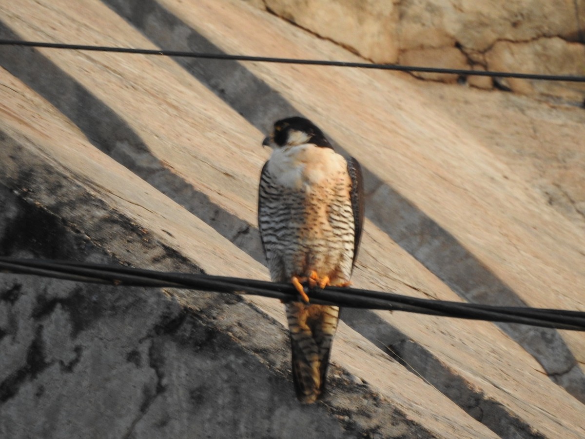 Peregrine Falcon - ML646557189