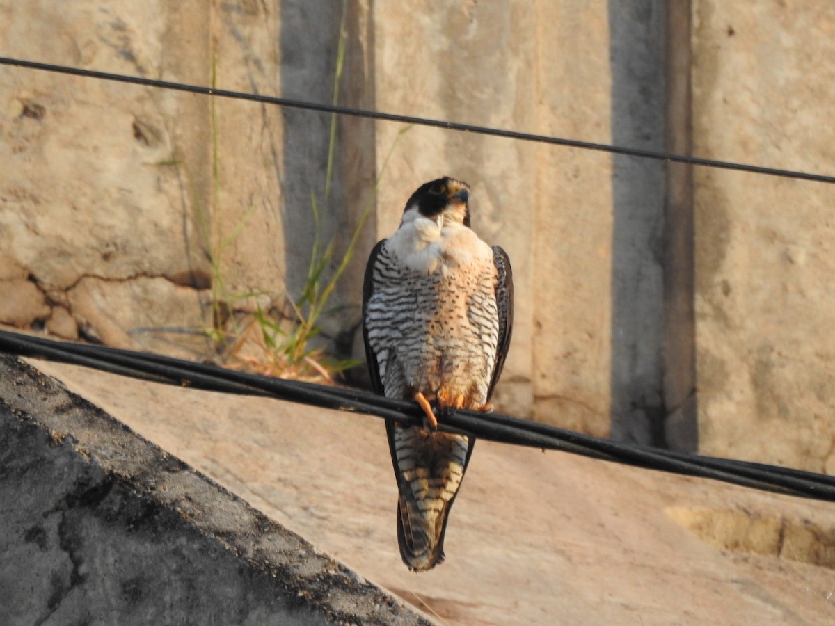 Peregrine Falcon - ML646557190