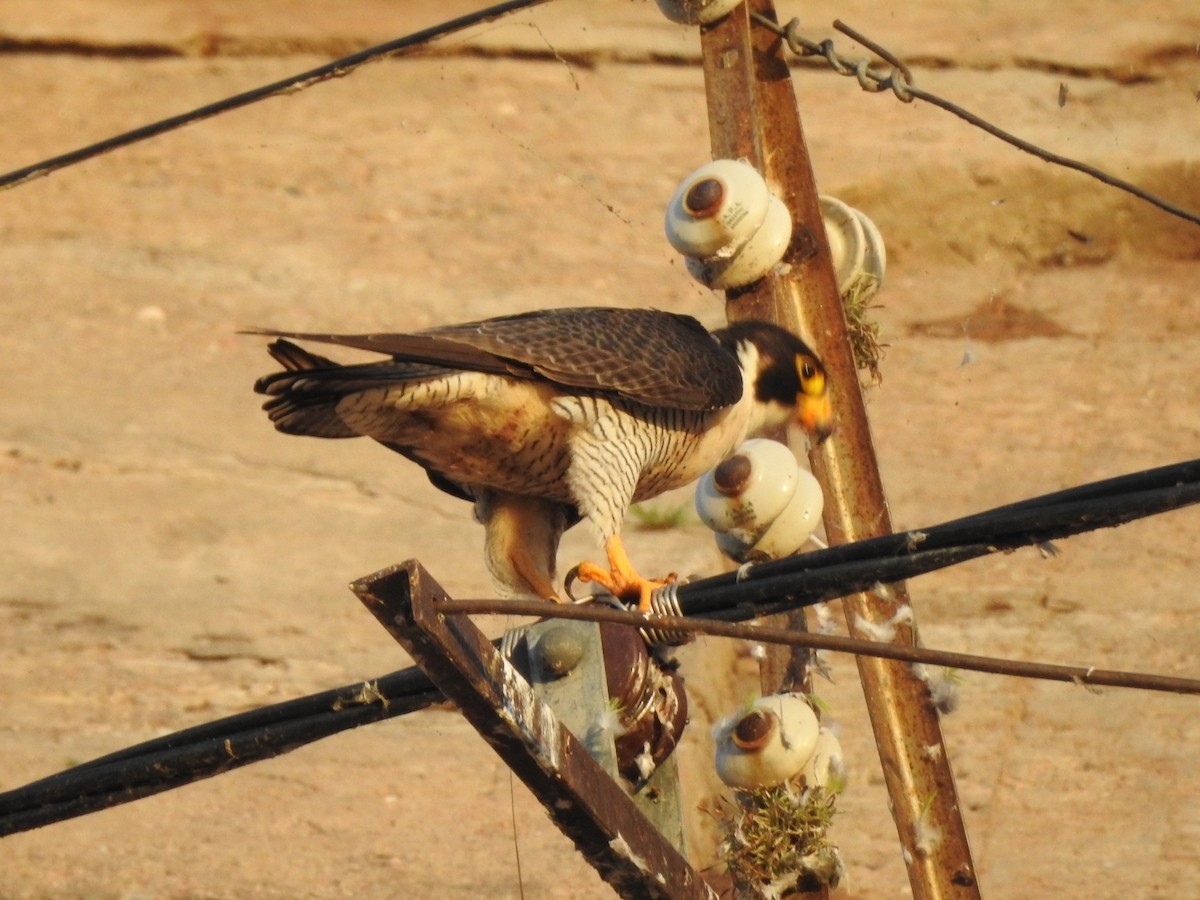 Peregrine Falcon - ML646557191
