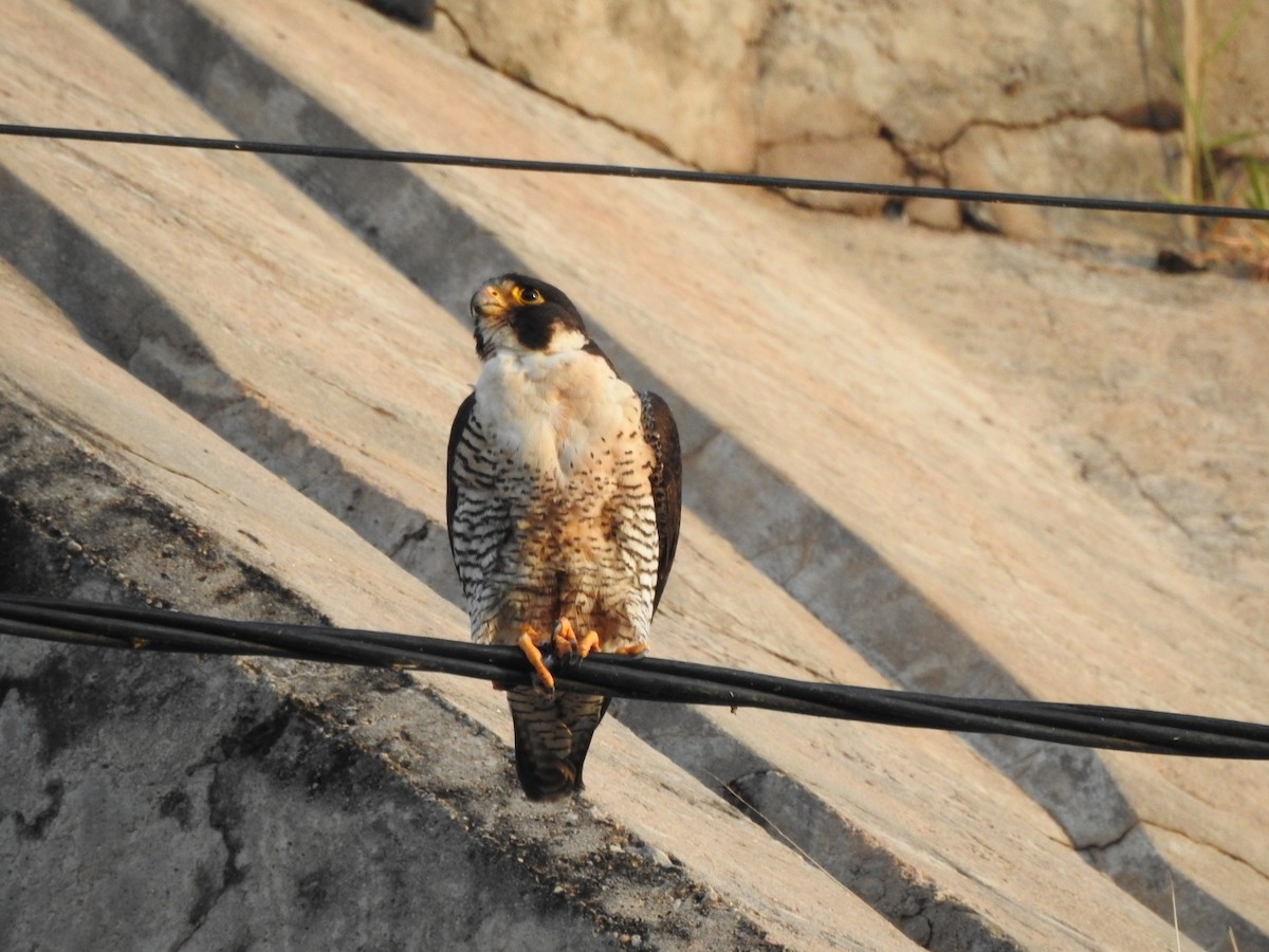 Peregrine Falcon - ML646557192