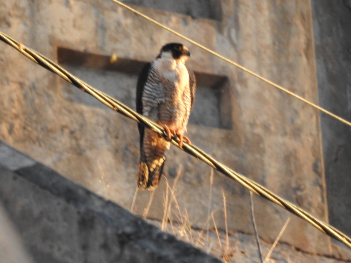 Peregrine Falcon - ML646557193
