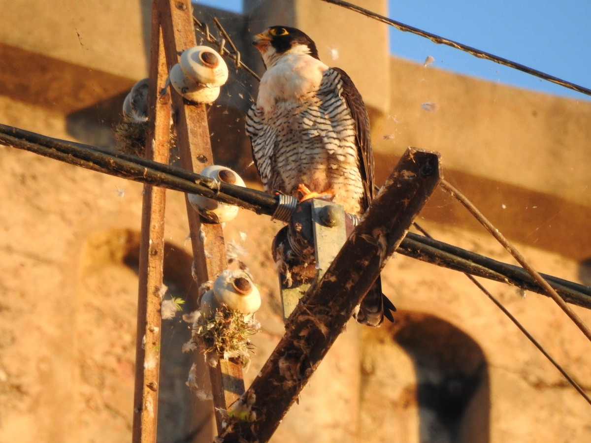 Peregrine Falcon - ML646557194