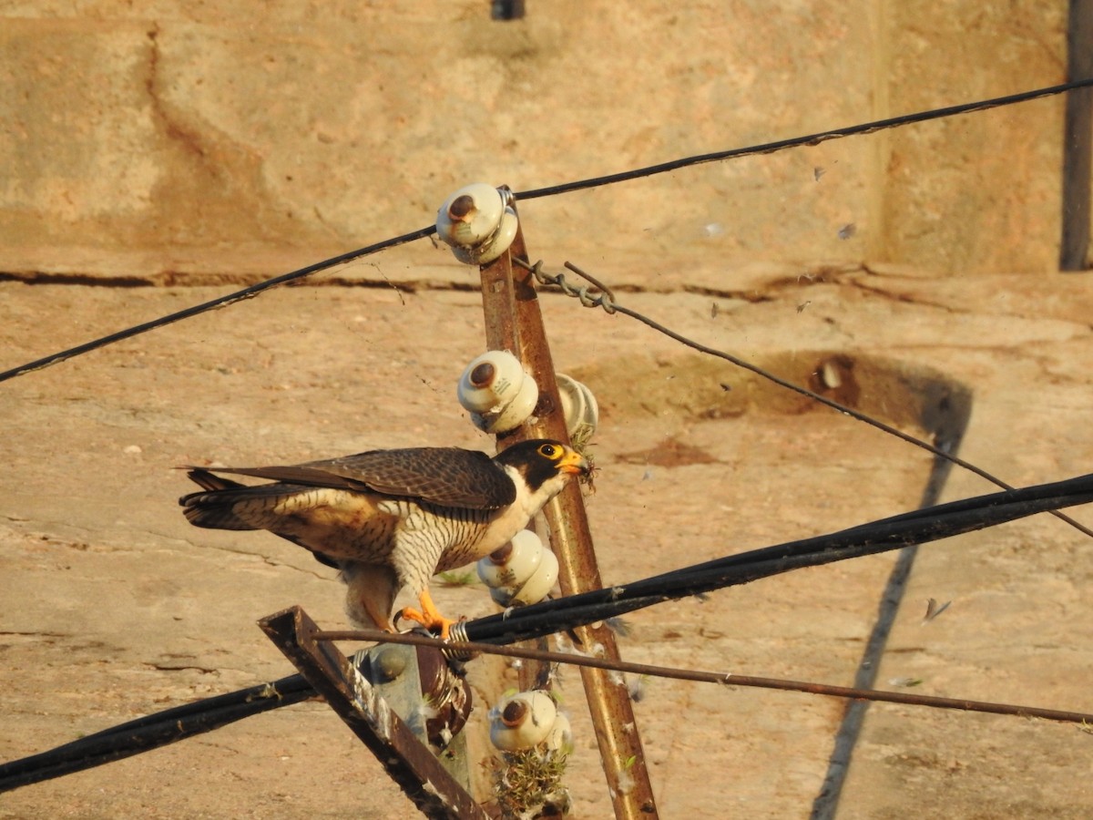 Peregrine Falcon - ML646557195