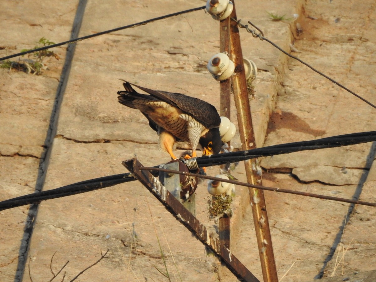 Peregrine Falcon - ML646557197